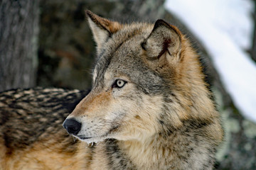  Wolf Portrait
