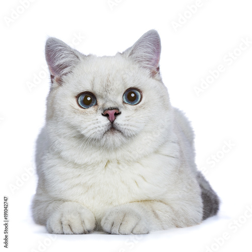 Silver Tabby Seal Point British Shorthair Laying In Front Of The