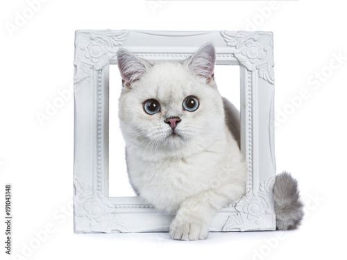 Silver Tabby Seal Point British Shorthair Laying Through White