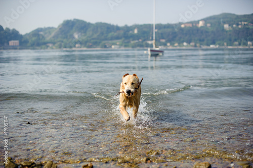 Fotografie, Obraz golden retriever dog bathes in Lake Maggiore, Angera, Lombardy, Italy