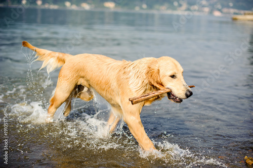 Fotografia, Obraz golden retriever dog bathes in Lake Maggiore, Angera, Lombardy, Italy