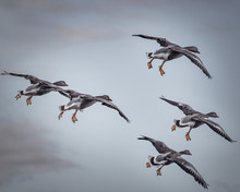 Flying Greylag Geese