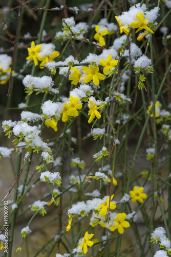 Jasminum nudiflorum / jasmin d'hiver Poster Mural XXL