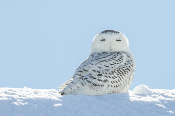 snowy owl in snow looking at camera