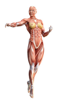 3D Rendering Female Anatomy Figure on White