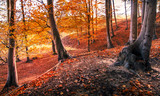 Fototapeta Las - Bright autumn colors