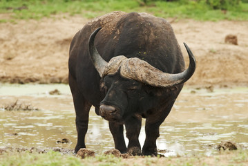 Wall Mural - cape buffalo, syncerus caffer, male, south africa