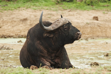 Wall Mural - cape buffalo, syncerus caffer, male, south africa