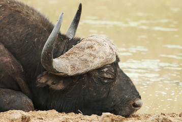 Wall Mural - cape buffalo, syncerus caffer, male, south africa