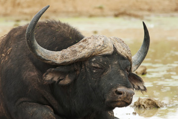 Wall Mural - cape buffalo, syncerus caffer, male, south africa