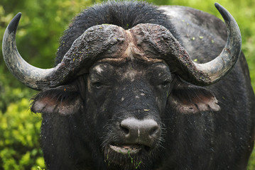 Wall Mural - cape buffalo, syncerus caffer, male, south africa