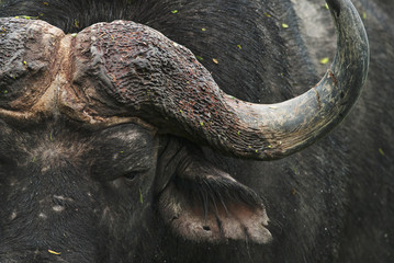 Wall Mural - cape buffalo, syncerus caffer, male, south africa