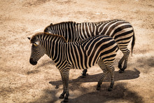 Zebra Equus Quagga