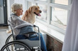 © Yakobchuk Olena - Delighted senior woman sitting in invalid chair in front of window. She is looking outside with serene smile and stroking the hound. Pooch is standing near old lady