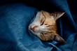 © Enzo Russo - Gatto che dorme