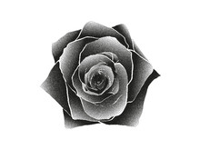 Vector Black White Rose Silhouette On White Background. Stipplism Dots Art