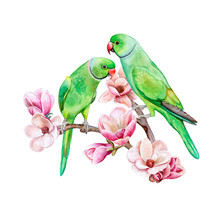 Rose-ringed Parakeet. Ring-necked Parakeet. Green Parrots Sitting On A Flowering Branch Of A Magnolia Isolated On White Background. Watercolor. Illustration. Template. Handmade. Clipart.