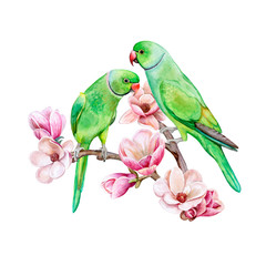 Rose-ringed parakeet. Ring-necked parakeet. Green parrots sitting on a flowering branch of a magnolia isolated on white background. Watercolor. Illustration. Template. Handmade. Clipart.