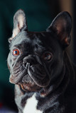 Fototapeta Psy - French Bulldog portrait 