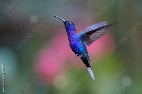Cuadros en Lienzo Close up blue hummingbird, Campylopterus hemileucurus, glittering Violet Sabrewing hovering in the rain against abstract, colorful, pink and green background with rain tracks