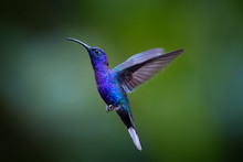 Close Up Blue Hummingbird, Campylopterus Hemileucurus, Glittering Violet Sabrewing Hovering In The Air Against Abstract, Colorful, Dark Green Tropical Background. La Paz Garden, Costa Rica.