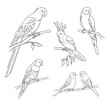 Different parrots in outlines - vector illustration