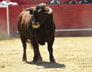 spanish bull