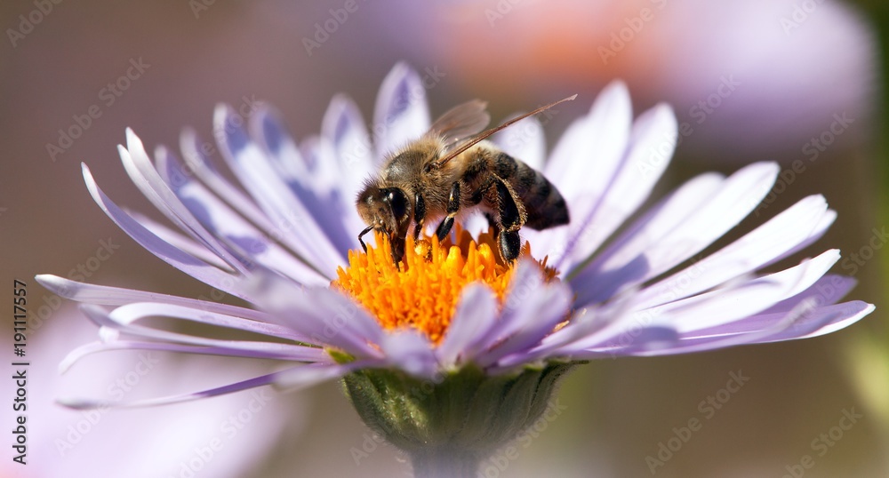 detail of honeybee sitting on the violet flower - obrazy, fototapety, plakaty 