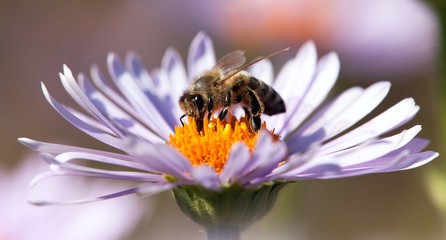 detail of honeybee sitting on the violet flower