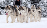 Fototapeta Psy - dog sled race with huskies