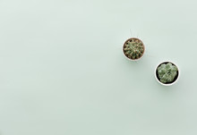 Neutral Minimalist Flat Lay Scene With Cactus