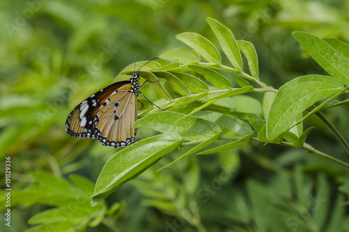 Zdjęcie XXL Motyl przy zieloną rośliną.