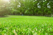 Close Up Green Grass Field With Tree Blur Park Background,Spring And Summer Concept