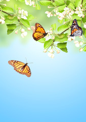 Canvas Print - Flowers of apple and monarch butterflies