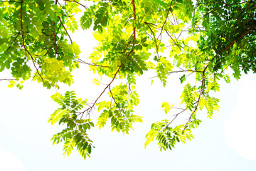 The branches and leaves are green on a white background.