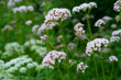 flowering common Valerian