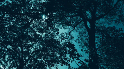 Wall Mural - night forest background	