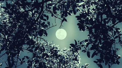 Wall Mural - night forest background	