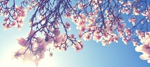 Magnolien Blüte Im Frühling