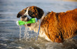 Saint Bernard dog outdoor portrait in water with toy bumper
