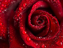 Top-view And Close-up Image Of Droplets On Beautiful Blooming Red Rose Flower, Selective Focus And Shallow DOF, Valentine Day Concept
