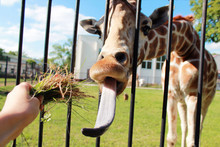 Giraffe Put Tongue