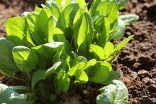 Young Leaves Of Spinach.Sprouts Spinach Growing In Garden. Green Shoots. Young Greens For Salad