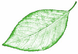 Fototapeta  - nature leaf Isolated