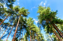 Crowns Of Tall Pine Trees In The Forest Against A Blue Sky In Sunny Day