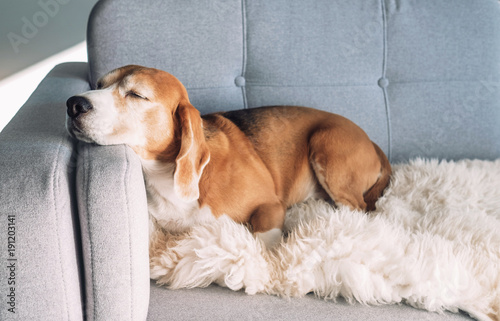 Beagle sleeps on cozy sofa Tableau sur Toile