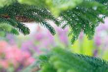 Close-up Of Norfolk Island Pine Branch With Soft Blurred Background