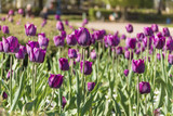 Fototapeta  - beautiful purple tulips in a spring blooming  garden