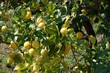 Fruits hanging from lemon tree branches