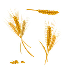 Poster - Realistic Detailed Color Wheat Ear. Vector